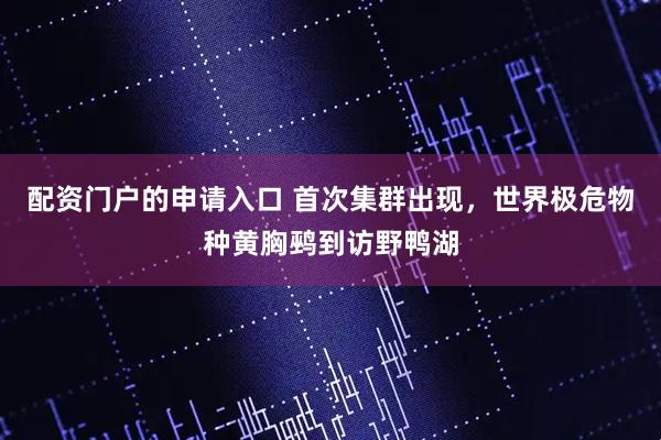 配资门户的申请入口 首次集群出现，世界极危物种黄胸鹀到访野鸭湖